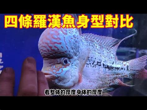 珍珠羅漢魚|羅漢魚挑選飼養13要點